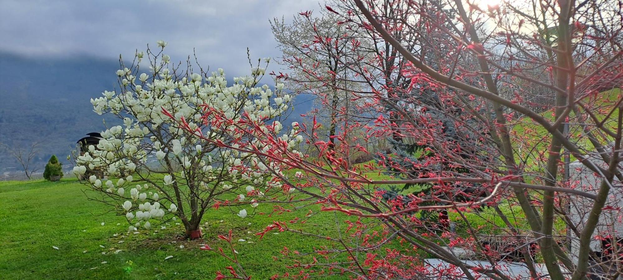 Affittacamere Rubino Guest House Ponte nellʼAlpi المظهر الخارجي الصورة